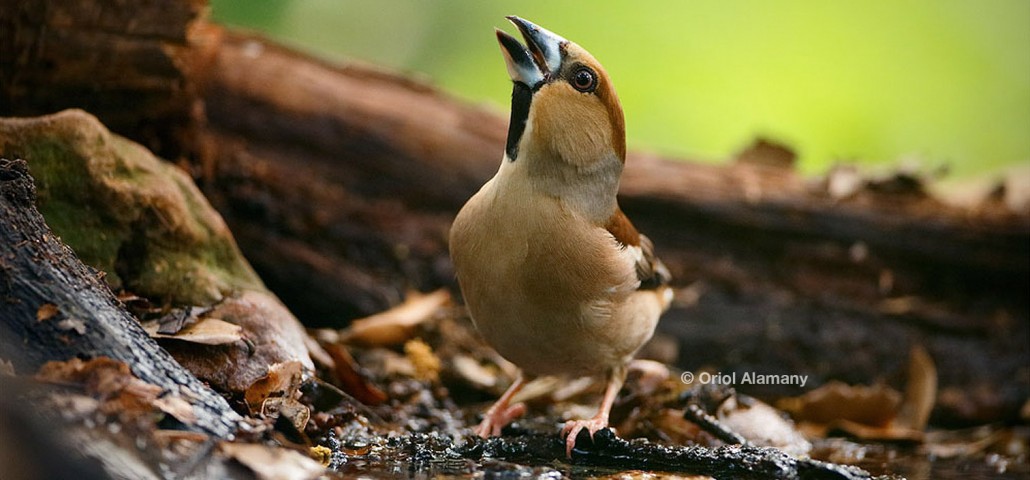 Naturaprop - Descobreix la fauna salvatge - Activitats - Vilademuls