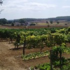 Celler Baronia - 3728c-vinyes-del-celler-baronia-de-vilademuls.jpg