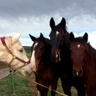 Passejades a Cavall - 88abc-228.jpg