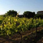 Celler Baronia - 9f31b-vinyes-celler-baronia-de-vilademuls.jpg