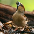 Naturaprop - Descobreix la fauna salvatge - d4174-durbec_alamany1.jpg